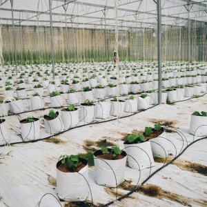 Self-Watering Pot Pro 30L