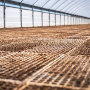 Organic Cherry Tomato Seeds