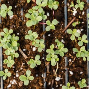 Diverse Lettuce Seeds