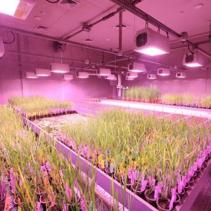 LED Full Spectrum 5m - Faster Growth