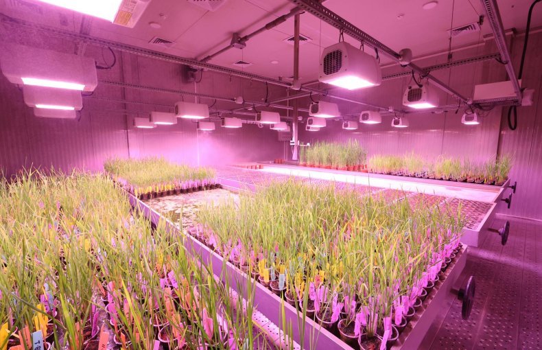 LED Full Spectrum 5m - Faster Growth