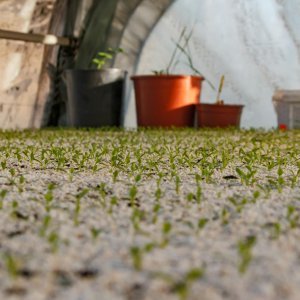 Agricultural Perlite 10L
