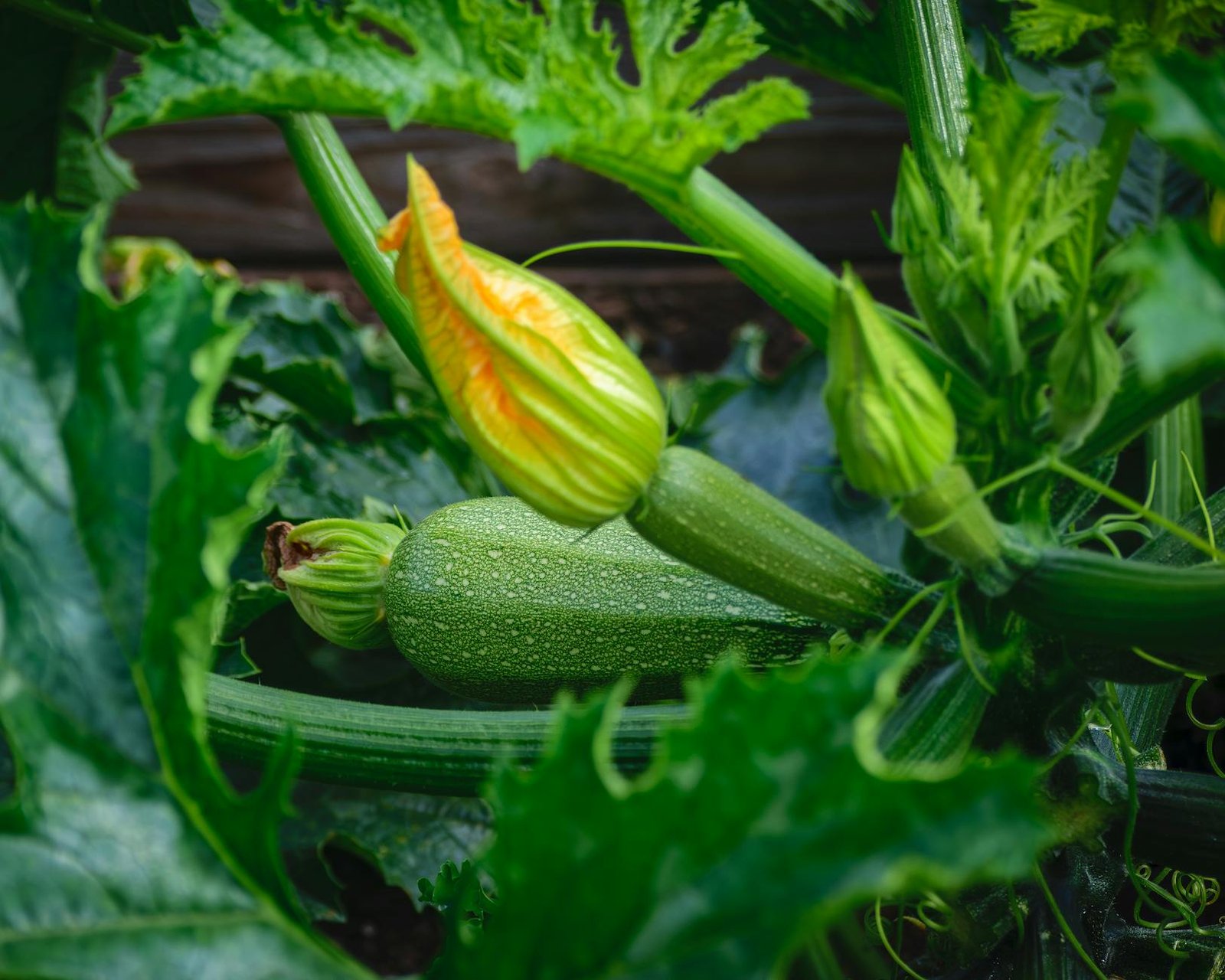 Zucchini gardens in summer