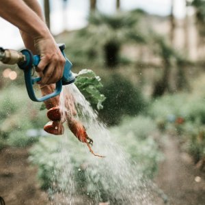 Boosting Zucchini Yield