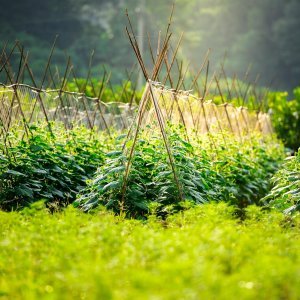 Trellis Plant Supports