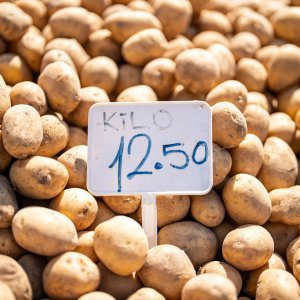 Plant Labels (50) - Organize