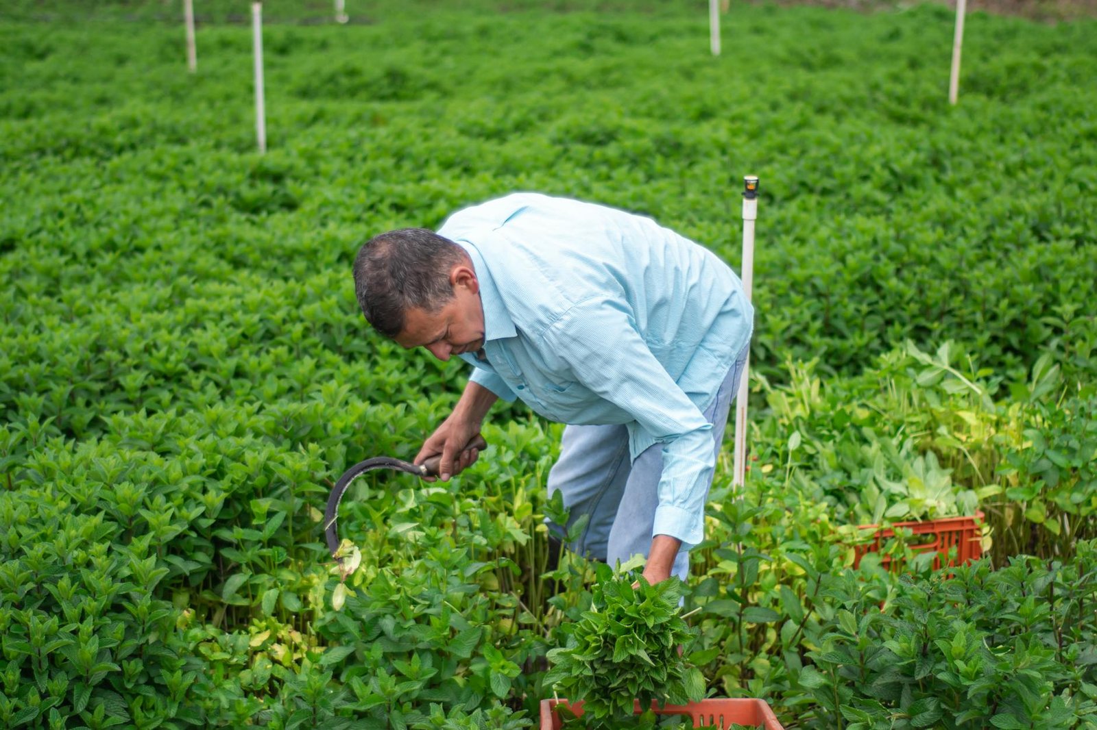 vegetable farm