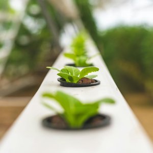 Hydroponic System for Schools
