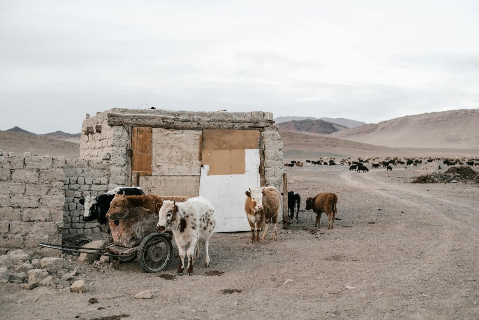 Desert farming