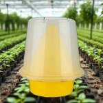 Fly Trap