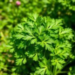 Parsley