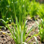 Leek