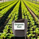 Organic Soil