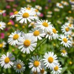 Chamomile