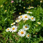 Chamomile