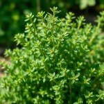 Thyme