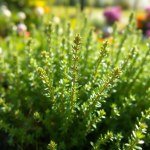 Thyme