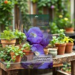 Organic Blue Tea