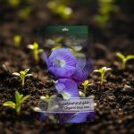 Organic Blue Tea