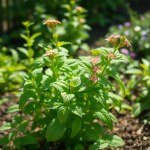 ريحان قرفة Cinnamon Basil