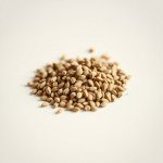 ريحان قرفة Cinnamon Basil