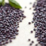 ريحان ياقوت Dark Opal Basil