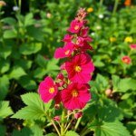 زهور الأميرانثس Amaranth
