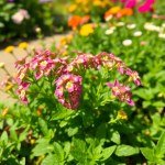 زهور الاليسم Alyssum