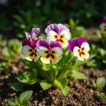 Pansy Flowers