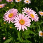 زهور البكرت (الأقحوان الإنجليزي) Bellis perennis