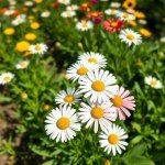 زهور البكرت (الأقحوان الإنجليزي) Bellis perennis