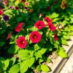 Petunia Flowers