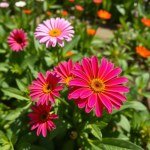 زهور الجازانيا Gazania