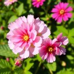زهور الجمفرينا Gomphrena