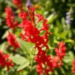 زهور السالفيا الحمراء Salvia splendens
