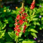 زهور السالفيا الحمراء Salvia splendens