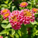 زهور السناريا Cineraria