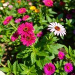 زهور السناريا Cineraria