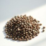 زهور السناريا Cineraria