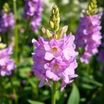 زهور العايق Delphinium