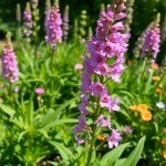 زهور العايق Delphinium
