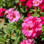 زهور القرنفل الصيني Dianthus chinensis