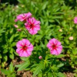 زهور القرنفل الصيني Dianthus chinensis