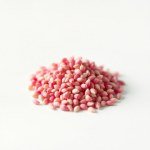 زهور القرنفل الصيني Dianthus chinensis