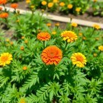 زهور المخملية French marigold flowers