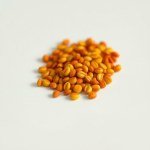 زهور المخملية French marigold flowers