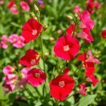Sweet Pea Flowers
