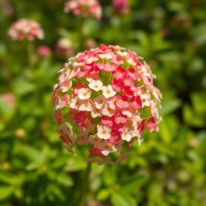 How to Grow Annual Baby's Breath (Gypsophila elegans) in Egypt: A Complete Guide
