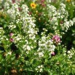 زهور جيبسوفيلا Gypsophila