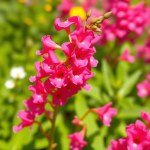 Antirrhinum Flowers
